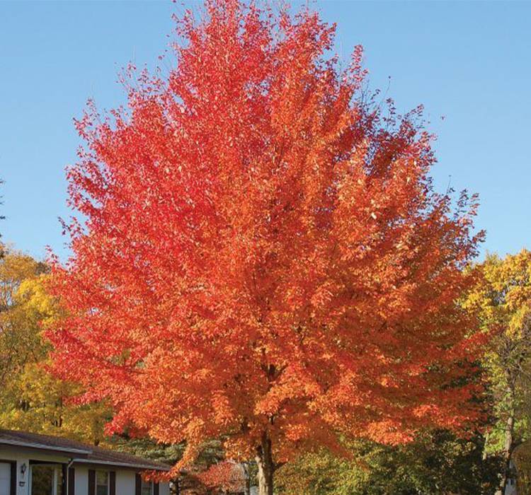 Autumn Blaze Maple Tree for Sale in Southeast Wisconsin