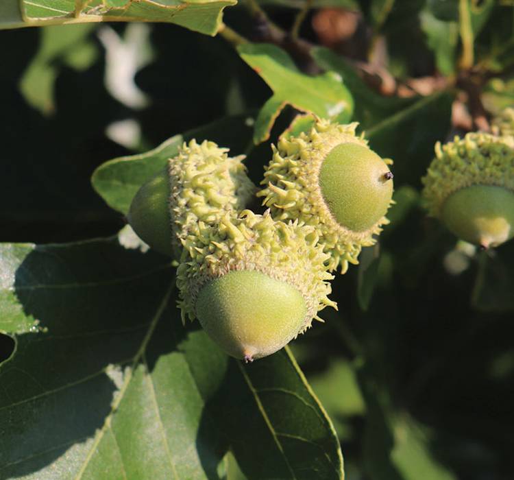 Hybrid Swamp X Bur Oak Tree for Sale from PlantNGo