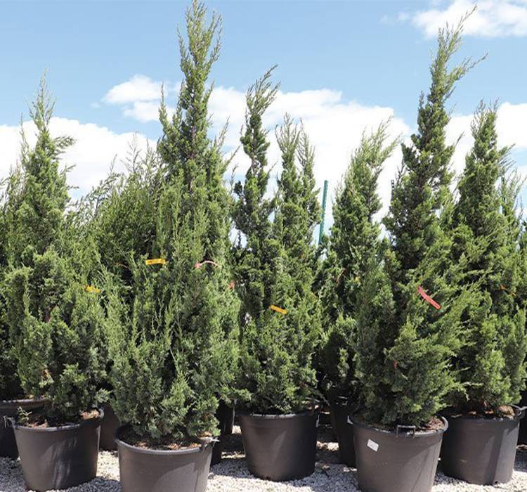 Trautman Chinese Juniper Tree for Sale in Southeast Wisconsin