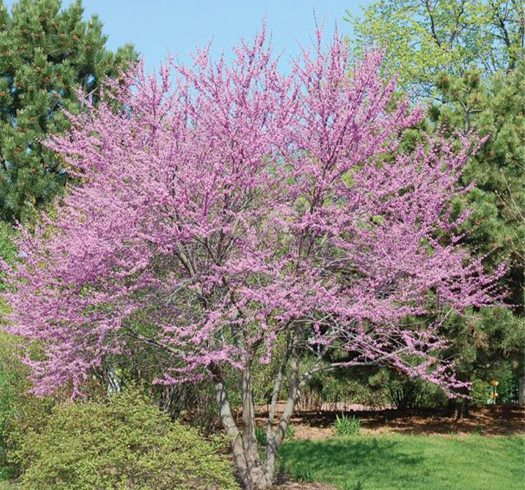 Eastern Redbud Tree for Sale in Southeast Wisconsin