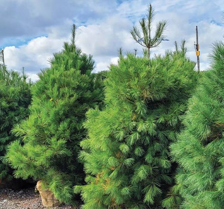 Eastern White Pine Tree for Sale in Southeast Wisconsin