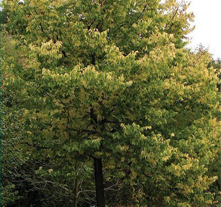 Common Hackberry Tree for Sale in Wisconsin