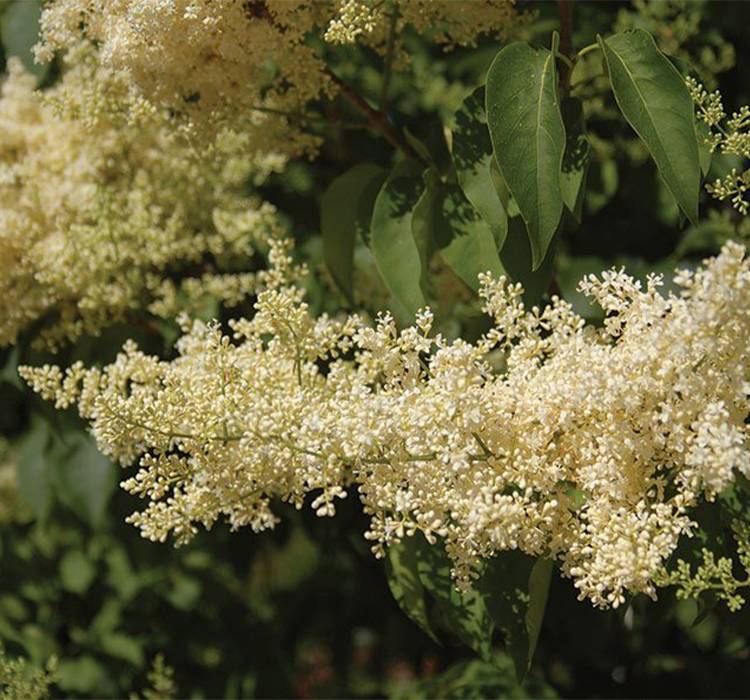 Ivory Silk Japanese Tree Lilac for Sale in Southeast Wisconsin