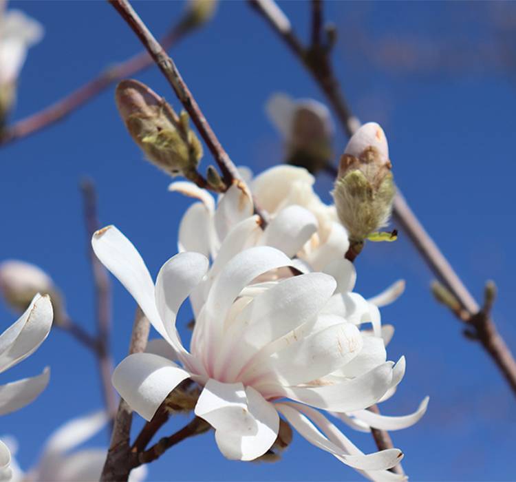 Centennial Blush Star Magnolia Tree for Sale