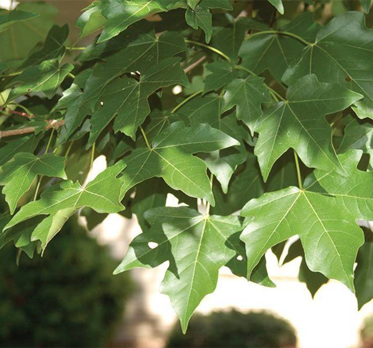 tate Street™ Miyabe Maple Tree for Sale in Southeast Wisconsin