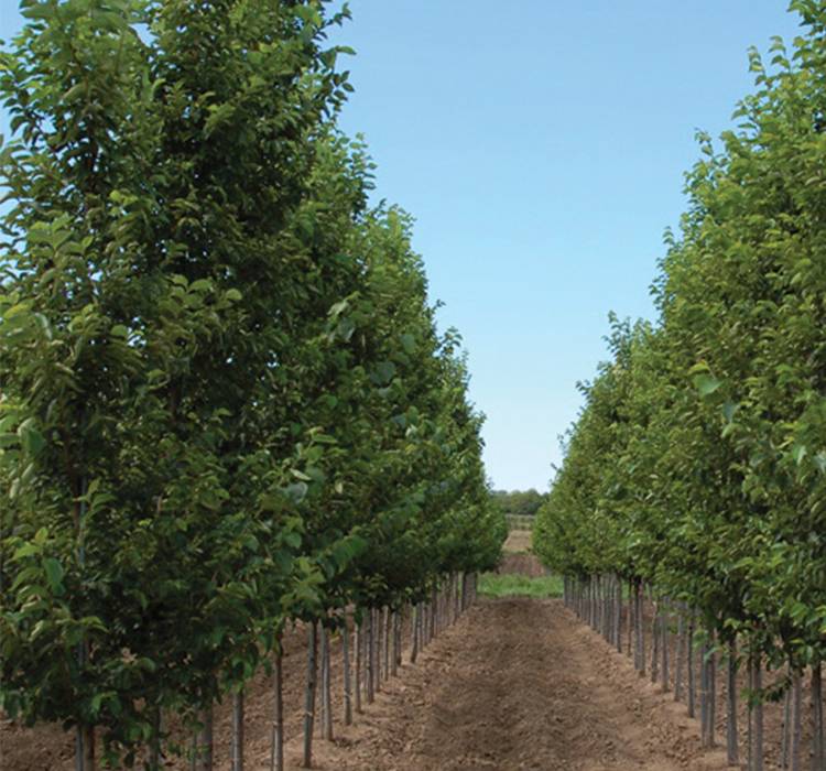 New Horizon Elm Tree for Sale in Southeast Wisconsin