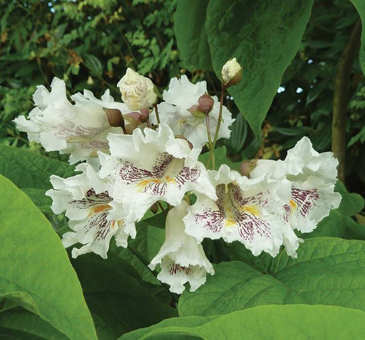 Northern Catalpa Tree for Sale in Wisconsin