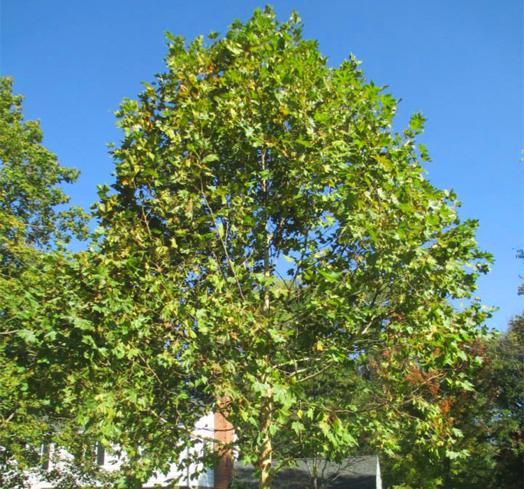 Exclamation!™ London Planetree - Platanus x acerifolia 'Morton Circle' for Sale from PlantNGo