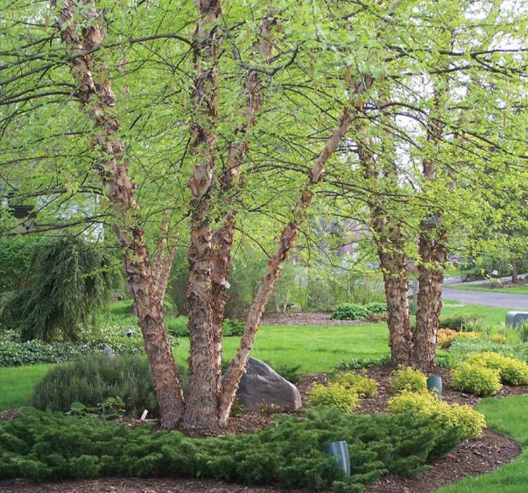 River Birch Tree for Sale in Southeast Wisconsin