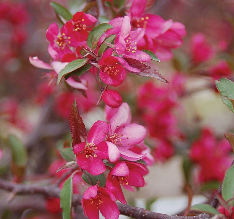 Royal Raindrops® Crabapple Tree Available for Sale