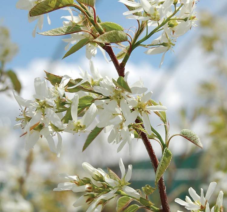 Autumn Brilliance® Serviceberry Tree for Sale