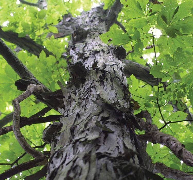 Shagbark Hickory Tree for Sale in Wisconsin