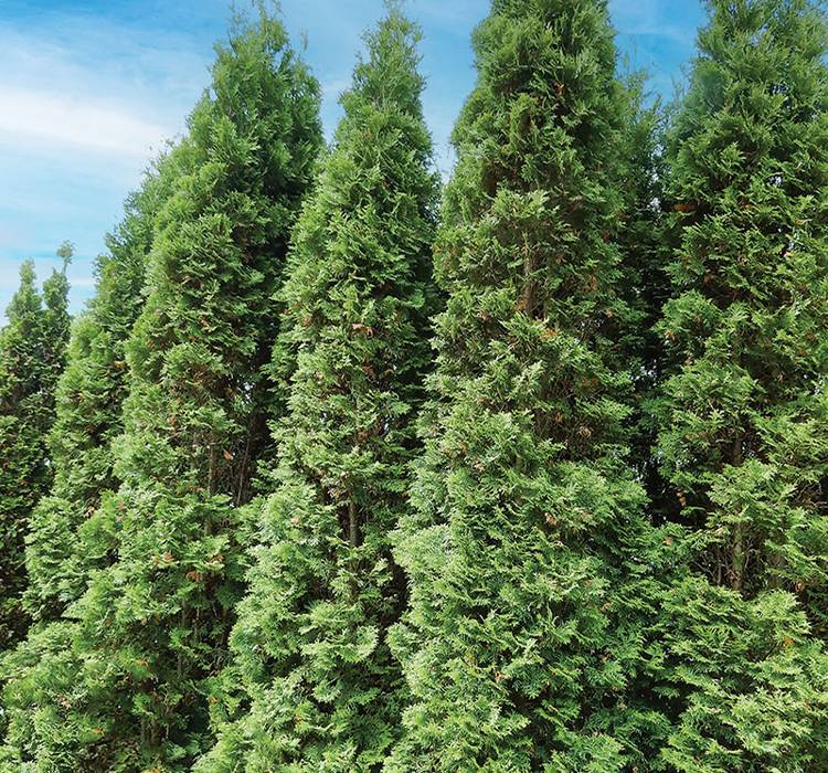 Degroot's Spire Arborvitae for Sale from PlantNGo