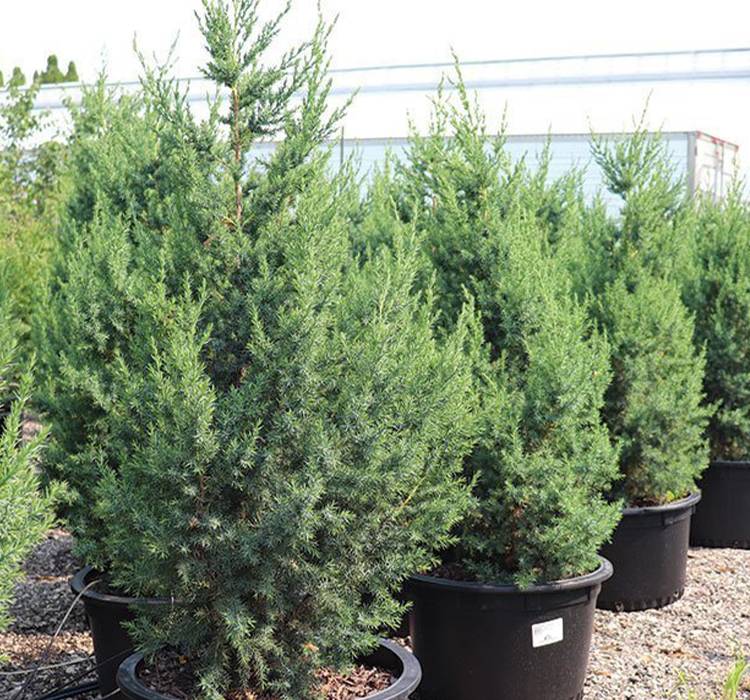 Star Power™ Juniper for Sale in Southeast Wisconsin