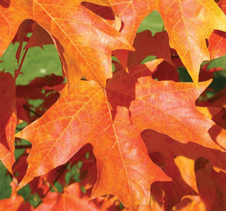 Fall Fiesta® Sugar Maple Tree for Sale from PlantNGo