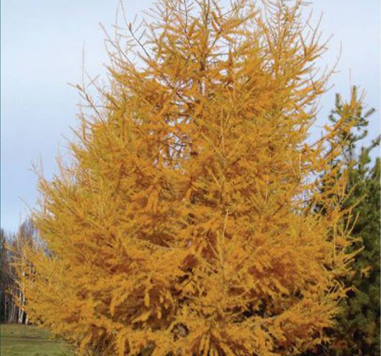 Tamarack Tree for Sale in Southeast Wisconsin