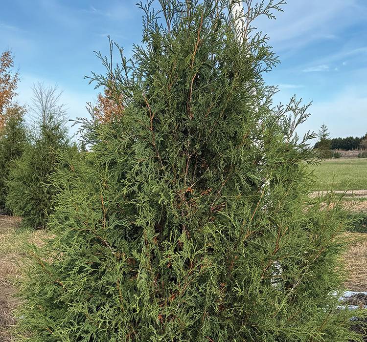 Techny Arborvitae Tree for Sale in Southeast Wisconsin