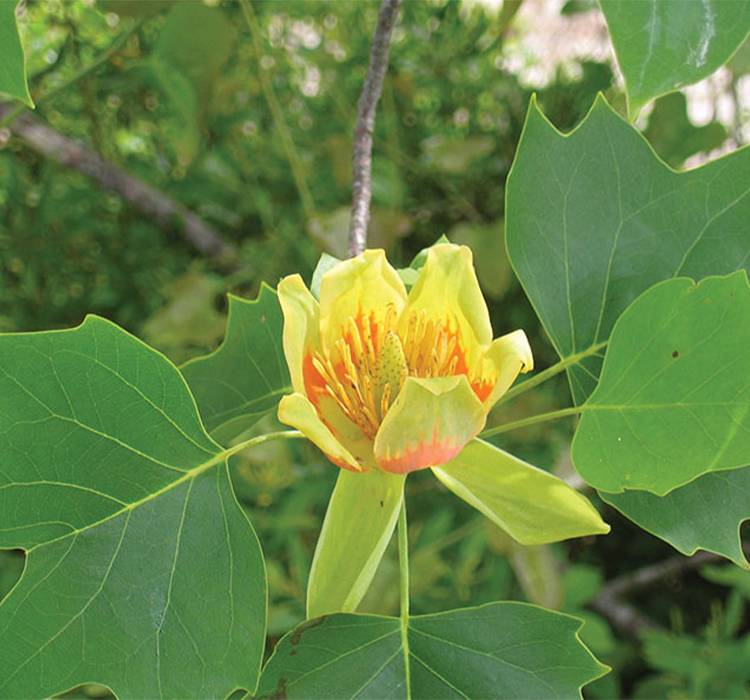 Tuliptree for Sale - Liriodendron tulipifera in Full Bloom