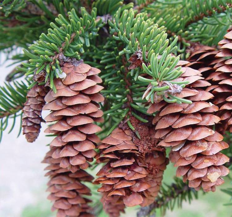 White Spruce Tree for Sale in Southeast Wisconsin