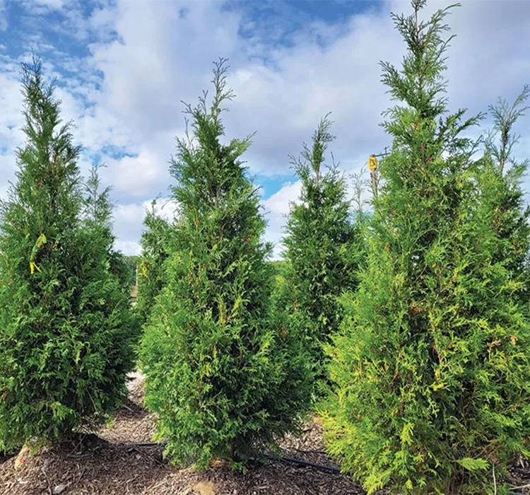 Wintergreen Arborvitae for Sale in Southeast Wisconsin