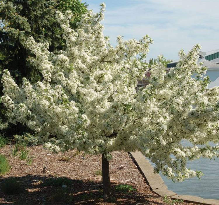 Firebird Crabapple Tree for Sale in Southeast Wisconsin