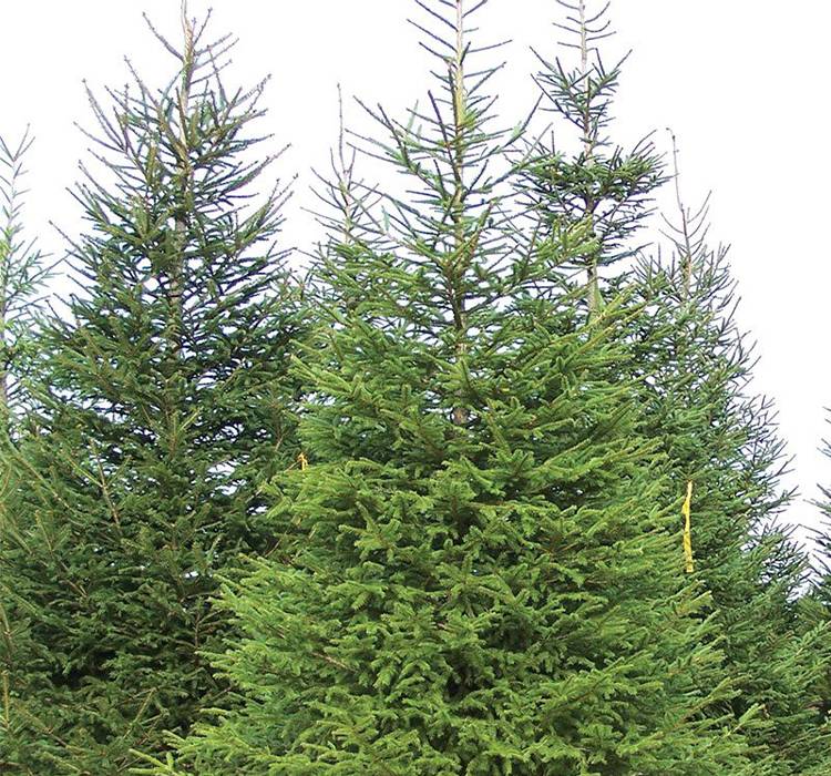 Norway Spruce Tree for Sale in Landscape Design