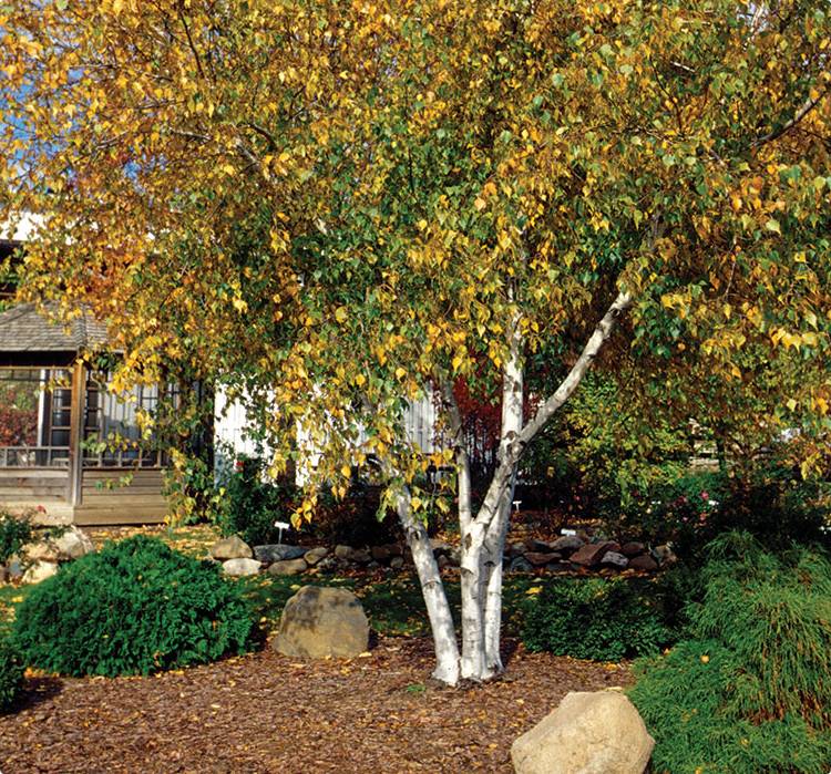 Whitespire Birch Tree for Sale in Southeast Wisconsin