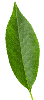 Leaf