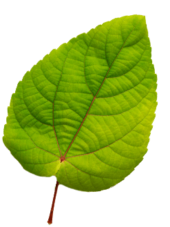 Leaf