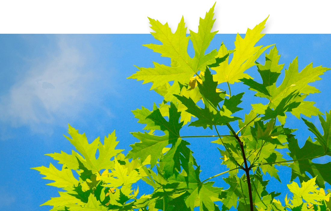 Green leaves on wisconsin tree